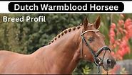 Dutch Warmblood Horse: Breed Profile