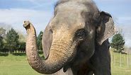 Meet the Elephants | Whipsnade Zoo
