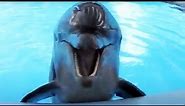 Amazing Dolphins - Funny And Cute Doplhins Compliation [Funny Pets]