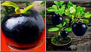 Technology Agriculture how to grow black Apple tree