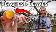 How to Prune a Peach Tree in 4 Simple Steps!