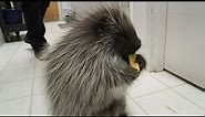 Lander the cute baby porcupine loves to eat