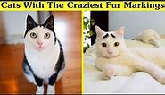 Cats With The Most Unique Fur Markings || Daily FF