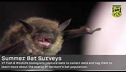 Bats - Nature's Own Pest Control
