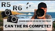 EOS R5 vs R6 In The Field - Can The R6 Compete? Bird Photography Review