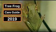 Green Tree Frog Care Guide | American Tree Frog 101