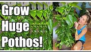Secrets to Growing Giant Pothos! | Pothos Up-Potting & Re-potting | Pothos Care Guide | Devil's Ivy