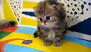 Cute Persian kittens: the "I" Litter 1 of ? - 7.10.11