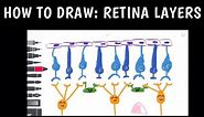 How To Draw Retina Layers!! | Easy Step By Step Guide!