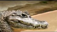 Caiman facts: 20 facts about Caimans