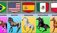 Horse Breeds From Different Countries