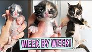 Learn How Baby Kittens Grow: 0-8 Weeks!