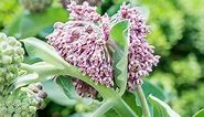 How to Grow and Care for Common Milkweed