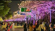 [4K HDR] Beautiful Night Walk on Cherry Blossom Road in Yeouido with Seoul Walker