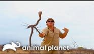 Steve Irwin Becomes Target for Predators in Africa | Crocodile Hunter | Animal Planet