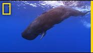 Baby Sperm Whale Swims on Its Own | National Geographic