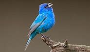 Indigo Bunting Identification, All About Birds, Cornell Lab of Ornithology