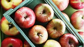 Best apple picking farms and orchards near NYC