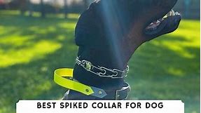 The 6 Best Spiked Collars for Dog Training! (2024) - We Love Doodles