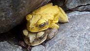 Sapo Amarillo/Yellow Toad (Incilius luetkenii)