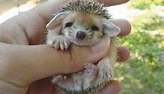 Cute baby hedgehog!!!