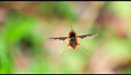 Greater Bee Fly (Bombylius major) - Flying Video