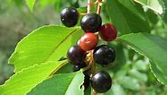 How Much Are Black Cherry Trees Worth? -