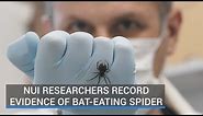 NUI researchers record evidence of bat-eating spider