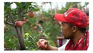 "Change your perspective, change your world." 🌍🔀 #changeyourmindset #way #apples #orchard #farmers #harvesting #himachalpradesh #organicfarming #kashmirvalley #shimla #newbuild #variety #farmerslife #results #solutions #uttrakhand | Jittu Chauhan Orchardist