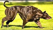 10 Most Muscular Dog Breeds In The World