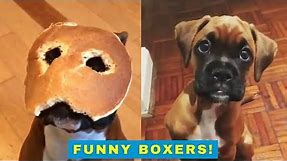 Cute and funny boxer dogs