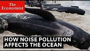 How noise pollution threatens ocean life