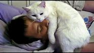 CUTE CATS MORNING CALL THEIR OWNER | Top Funny Cat Compilation