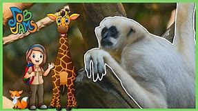 Kids Learn About Zookeepers and Taking Care of Animals | Job Jams | Tigers, Monkeys, Bunnies