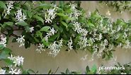 Trachelospermum jasminoides (Chinese Star Jasmine) at Plantmark Wholesale Nurseries