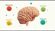 Happy Brain Chemicals: dopamine, serotonin, oxytocin, endorphin