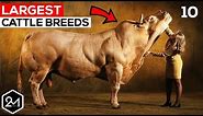 Top 10 Biggest Cattle Breeds In The World - Biggest Cows & Bulls!