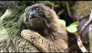 Baby Pygmy Sloth Clings to Mom | Nature on PBS