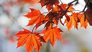 Red Maple Tree Varieties