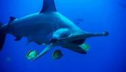 WATCH: World's Deadliest—Hammerhead Sharks