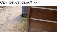 Nice dog #fyp #foryou #memes #animals | Can I Pet Dat Dawg