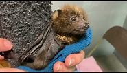 Fuzzy Baby Bat Celebrates Birthday
