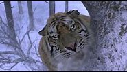 Tiger Attack scene (HD) *see description
