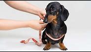 How to Measure a Dog for a Harness: Get a Proper Fit!