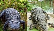 Alligator Vs Crocodile: Who Would Really Win in a Fight? - Newsweek