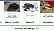 Mamíferos, orden Eulipotyphla mamíferos orden Eulipotyphla.mammal order Eulipotyphla crocidura