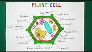 How to Draw a Plant Cell - Biology