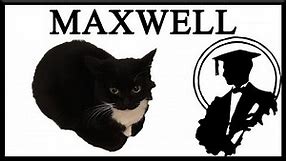 This Is Maxwell The Cat