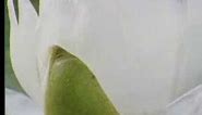 Amazing! Giant waterlillies in the Amazon - The Private Life of Plants - David Attenborough - BBC wildlife