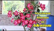 Adenium Care (Desert Rose) Plant total care And How to get Maximum Blooms